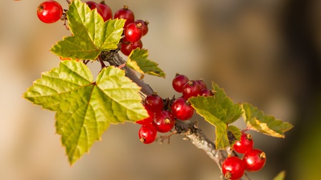 branch of wild forest red currant on an indistinct backgroundの写真素材