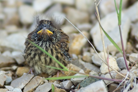 the yellow-beaked baby bird of a sparrow sits on stones の写真素材