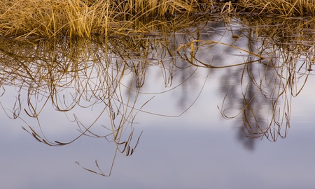 grass reflection in the lakeの写真素材