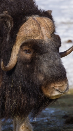muzzle of a musk ox close upの写真素材