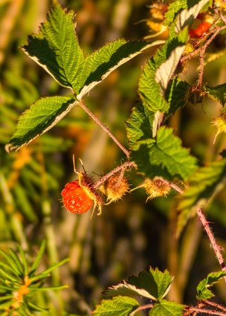 wild forest raspberry close up against a green grassの写真素材