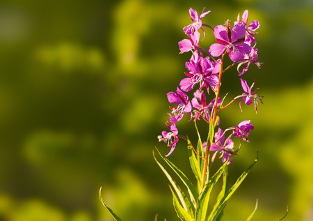 plant flower Ivan tea close up with an indistinct backgroundの写真素材