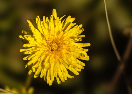 yellow dandelion close upの写真素材