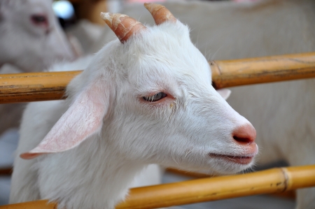 Baby Goat