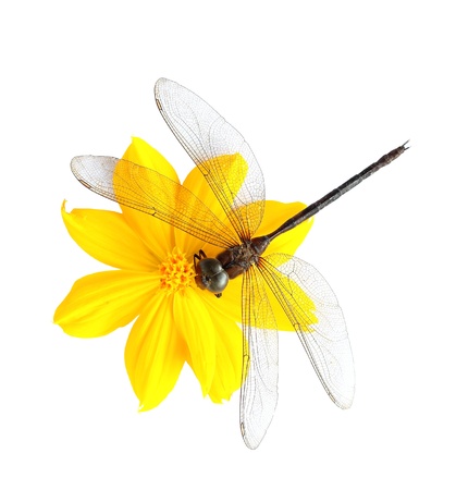 Dead dragonfly on flower isolated on white backgroundの写真素材