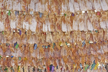 Dried Squid show for sell on beach at Nakhon Si Thammarat, Thailandの写真素材