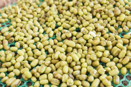 Heap of green bean sprouts backgroundの写真素材