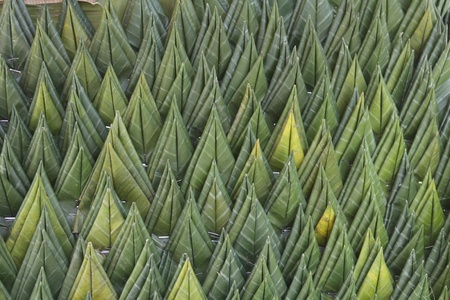 Texture background of banana leaf handmadeの写真素材