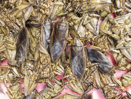 Salted Giant water bug (Lethocerus indicus Lip.-Serv.) for sale at Thailand marketの写真素材