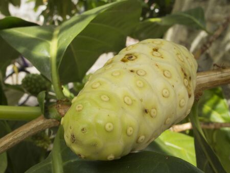 Noni Indian Mulberry (Morinda citrifolia) fruit on the tree