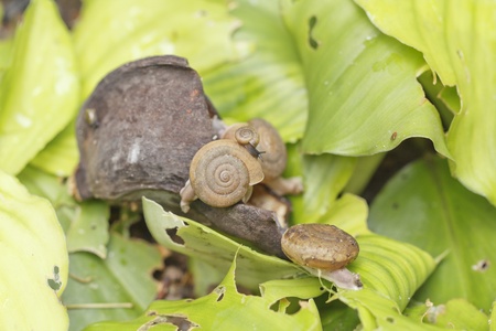 Family small snails on leafの写真素材