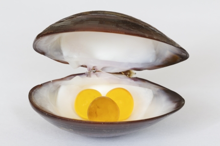 Giant catfish 's roe in hard clam or meretrix or enamel venus shell isolated on white background