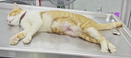 Cat waiting for regain after sterilization surgery in animal hospitalの写真素材