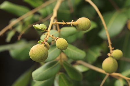 Longan (Dimocarpus longan Lour.) fruit growing on treeの写真素材