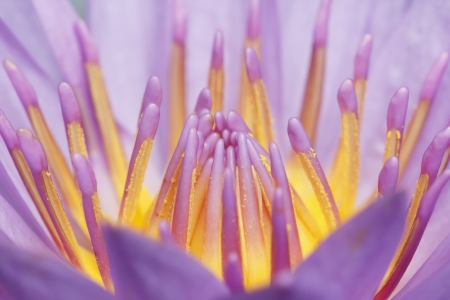 Beautiful purple lotus flower close upの写真素材