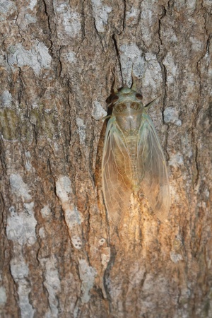 New cicada shedding it's skin on treeの写真素材