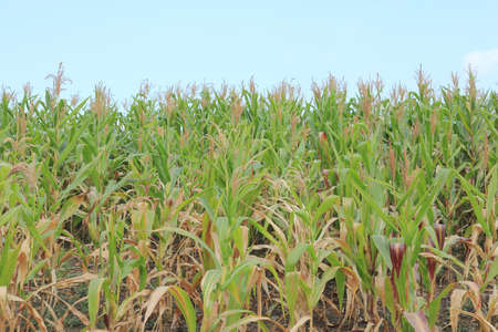 Corn field with blue sky