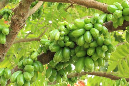 Bilimbi (Averhoa bilimbi Linn.) or cucumber fruits on treeの写真素材