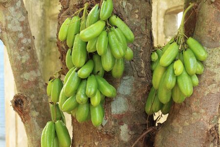 Bilimbi (Averhoa bilimbi Linn.) or cucumber fruits on treeの写真素材