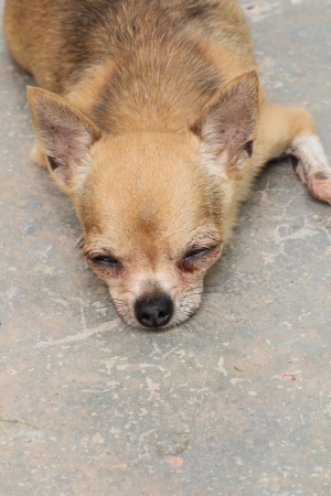 Female chihuahua sleeping on floorの写真素材