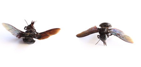 Bee studio isolated on a white backgroundの写真素材