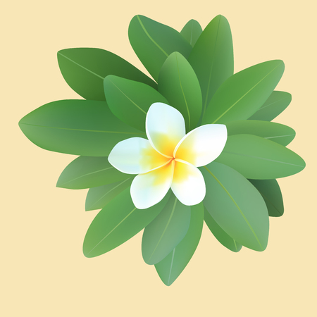  illustration of frangipani plumeria with leavesのイラスト素材