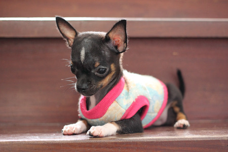 Black chihuahua puppy の写真素材