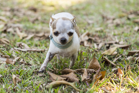 Little chihuahua running in the grassの写真素材