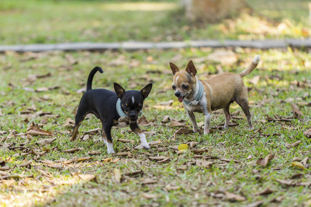 Chihuahua domestic dogs on the grassの写真素材
