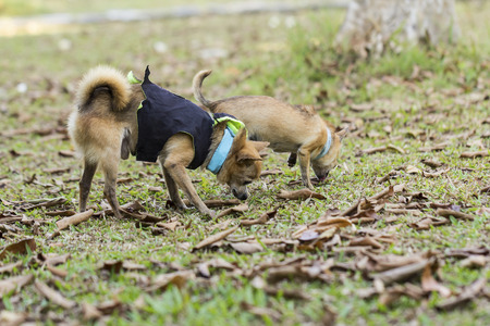 Chihuahua domestic dogs on the grass