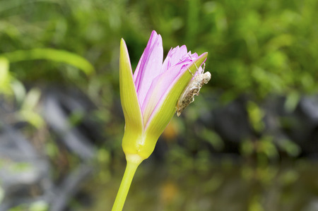 Dragonfly nymph shell on lotus flower in natureの写真素材
