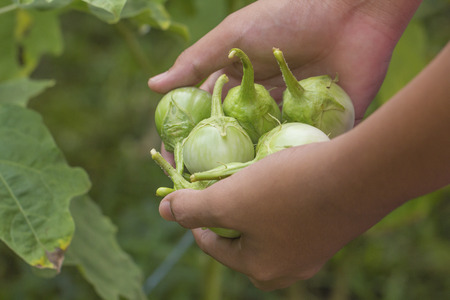 Fresh cockroach berry or green eggplant in handの写真素材