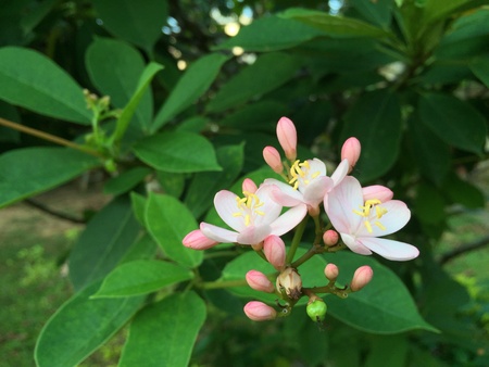 Pink flower on green plantの素材