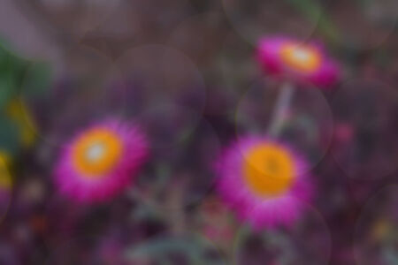 Blurred flower backgroundの写真素材