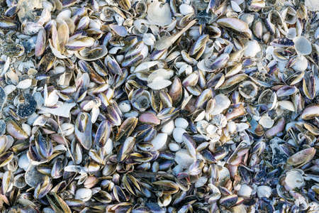 Detail of broken seashell background on Thailand beachの写真素材