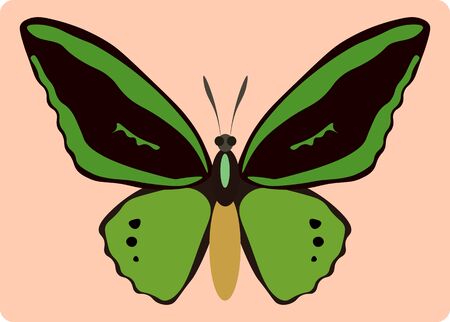 Vector illustration of ornithoptera paradisea butterfly isolated on pink backgroundのイラスト素材