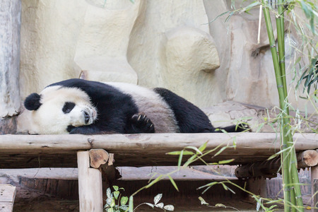Giant panda bear sleepingの写真素材