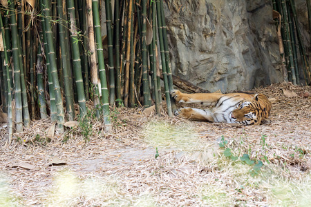 Male adult bengal tiger sleeping on groundの写真素材