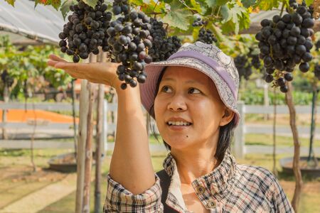 Asian Thai woman with grapes in a vineyardの写真素材