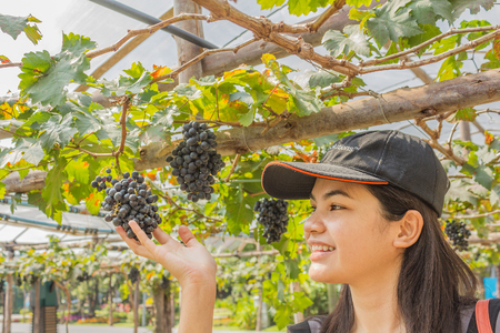 Asian Thai young woman with grapes in a vineyardの写真素材