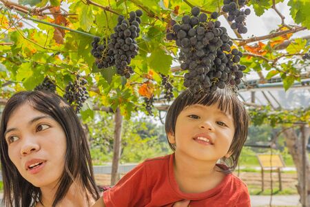 Asian Thai young mother woman with son in grapes vineyardの写真素材
