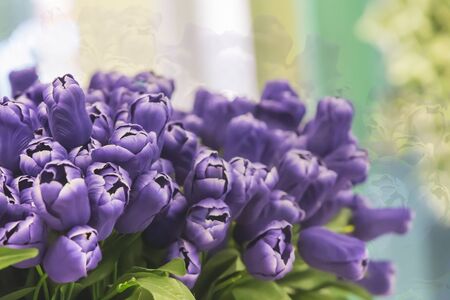 Beautiful tulip flowers backgroundの写真素材