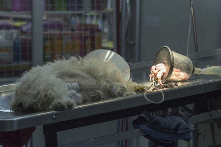 Dog lose consciousness after Caesarean section with just born puppy on operating table in veterinarian's clinicの写真素材