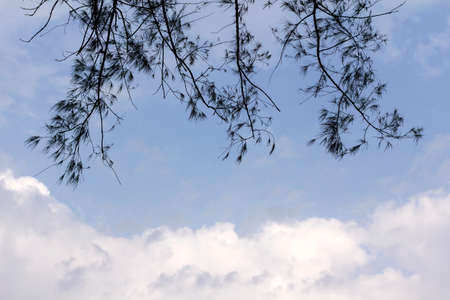 Tree foreground with blue sky backgroundの写真素材