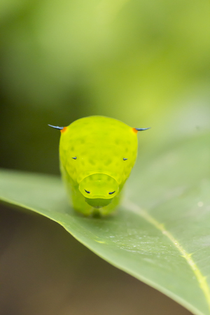 Caterpillar on green fresh soursop leafの写真素材
