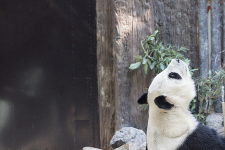 Giant panda bear looking upの写真素材