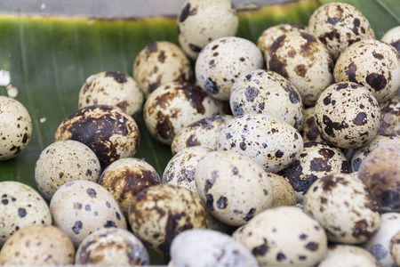 Group of quail eggs backgroundの写真素材