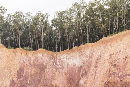 Tree and section of soil under condition of the erosion as the cliff by humanの写真素材