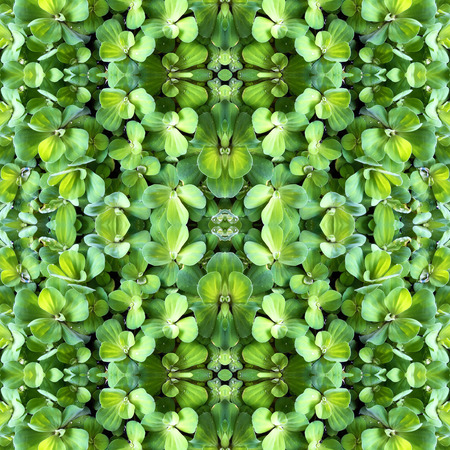 Abstract kaleidoscopic texture or background pattern design made from green floating water lettuce or Pistia stratiotesの写真素材