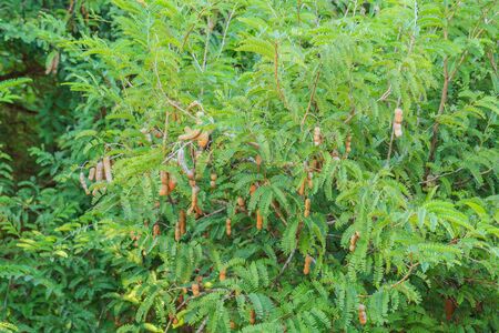 Fresh tamarind pod on treeの写真素材